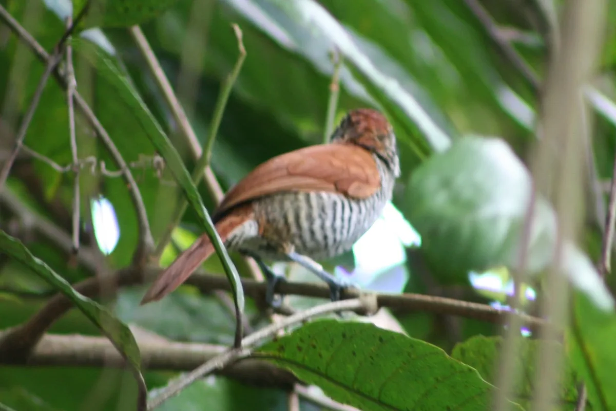 Hembra de batará crestibarrado, casi endémica de Colombia, en el sotobosque de la reserva