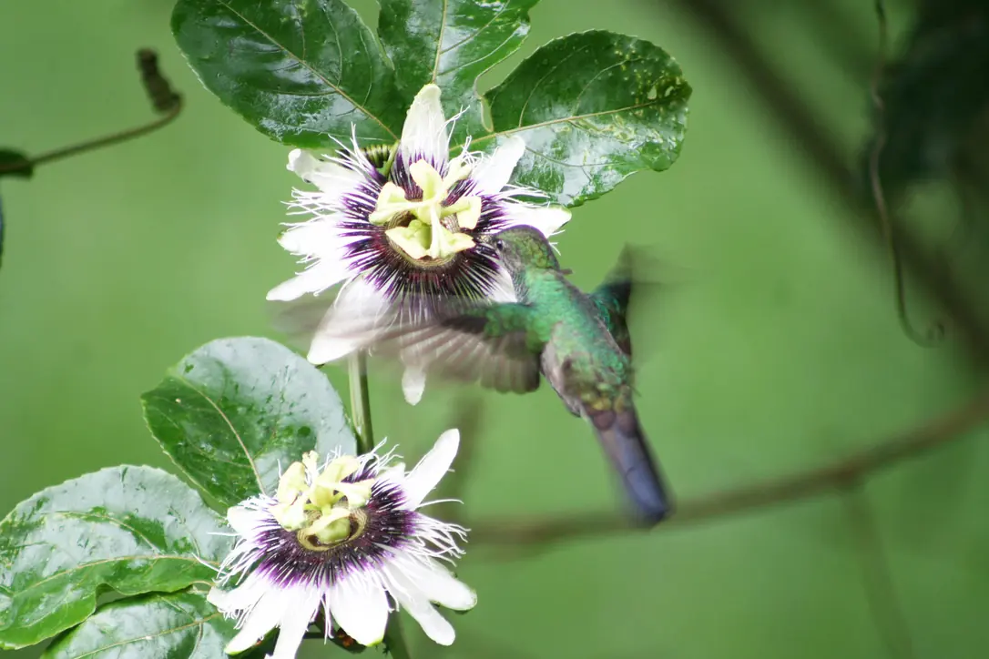 Mango gorjinegro, un colibrí, alimentándose en la flor del maracuyá