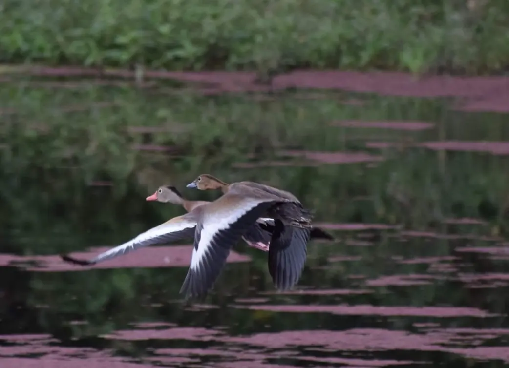 Dos suiriríes piquirrojos volando bajo sobre la laguna de la reserva