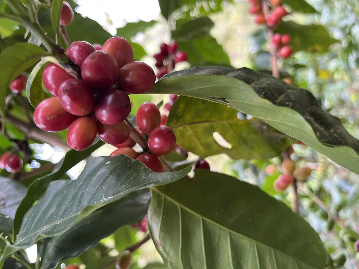 Cerezas de café maduras en el cafetal bajo sombra de plátano y árboles nativos