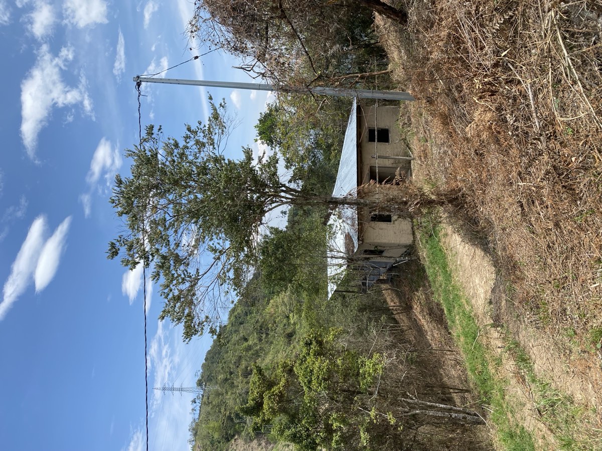 Cafetal bajo sombra en la reserva