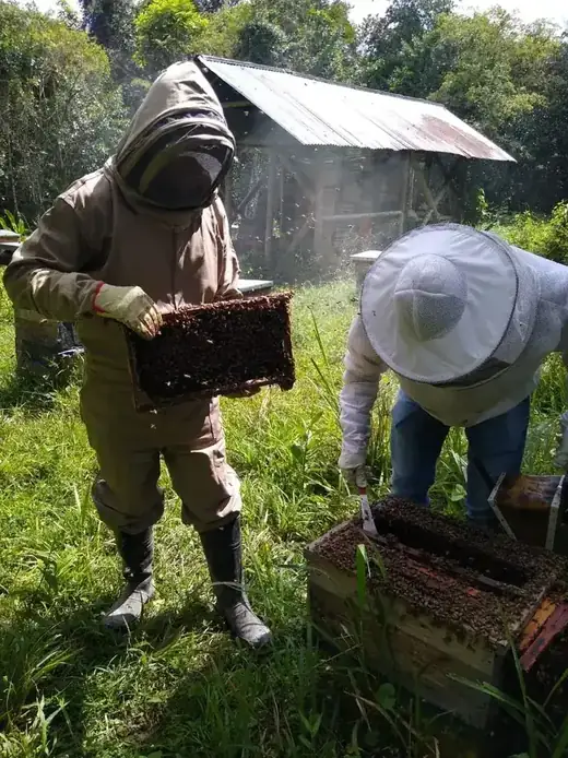 Apiario dentro de la reserva