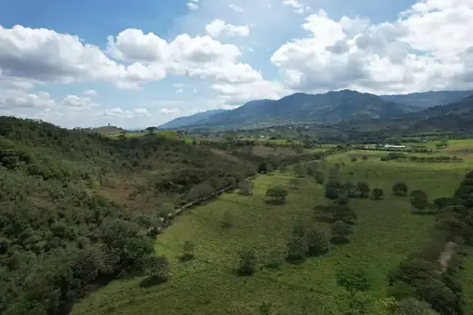 Potrero con árboles del sistema silvopastoril