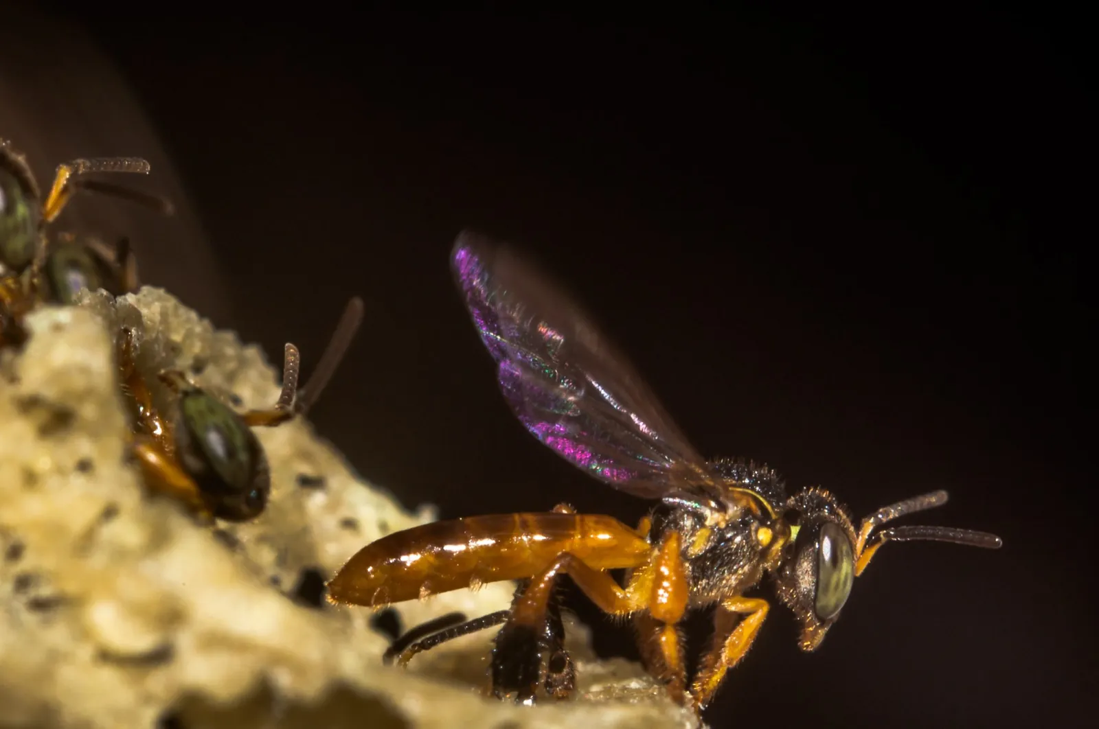 Abeja meliponini, nativa y sin aguijón, en el meliponario que protegemos en la reserva