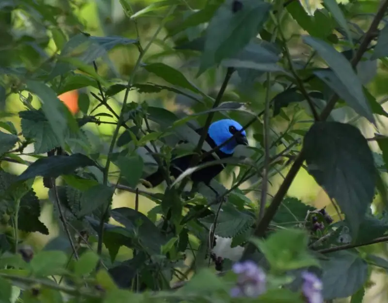 Ave de cabeza azul brillante entre las ramas de un arbusto de la reserva