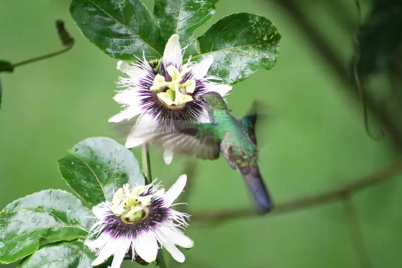Colibrí verde alimentándose en la flor de una planta trepadora
