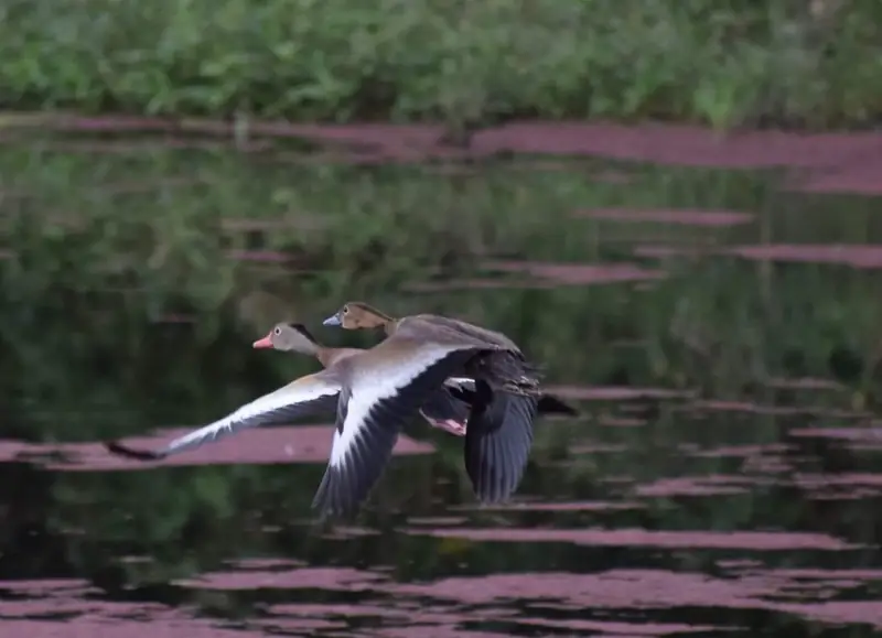 Dos patos volando bajo sobre el agua de la laguna