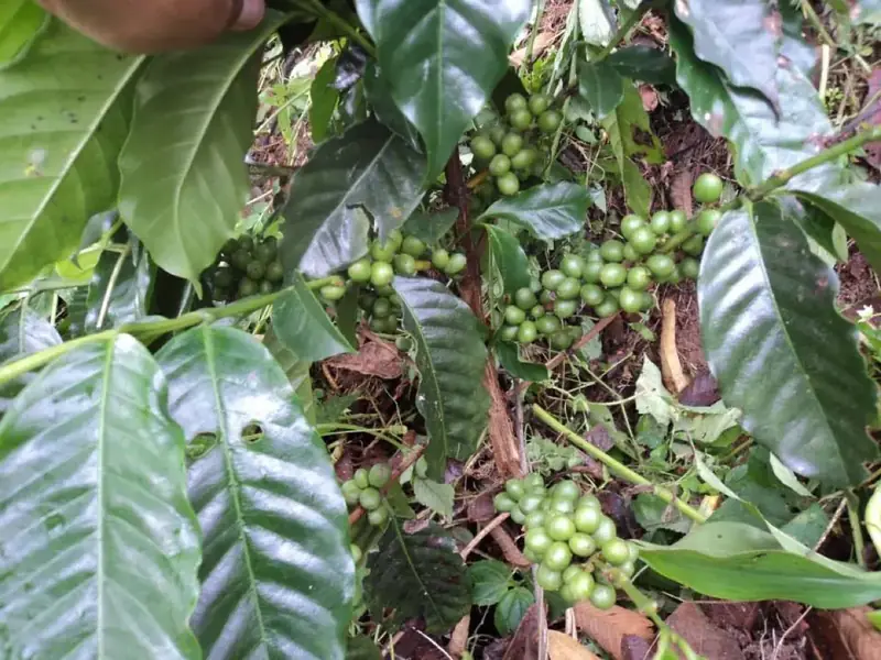Ramas de café con fruto verde bajo la sombra del cafetal