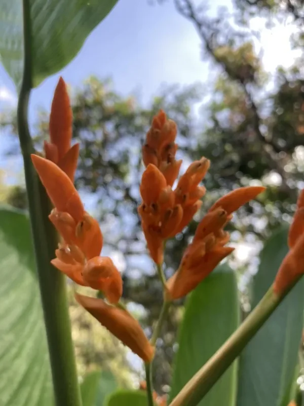 Heliconia en flor en el jardín de polinizadores de la reserva