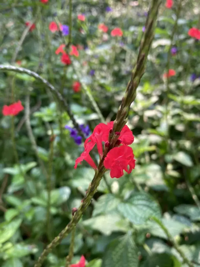 Flor nativa de la que se alimentan las abejas de la reserva