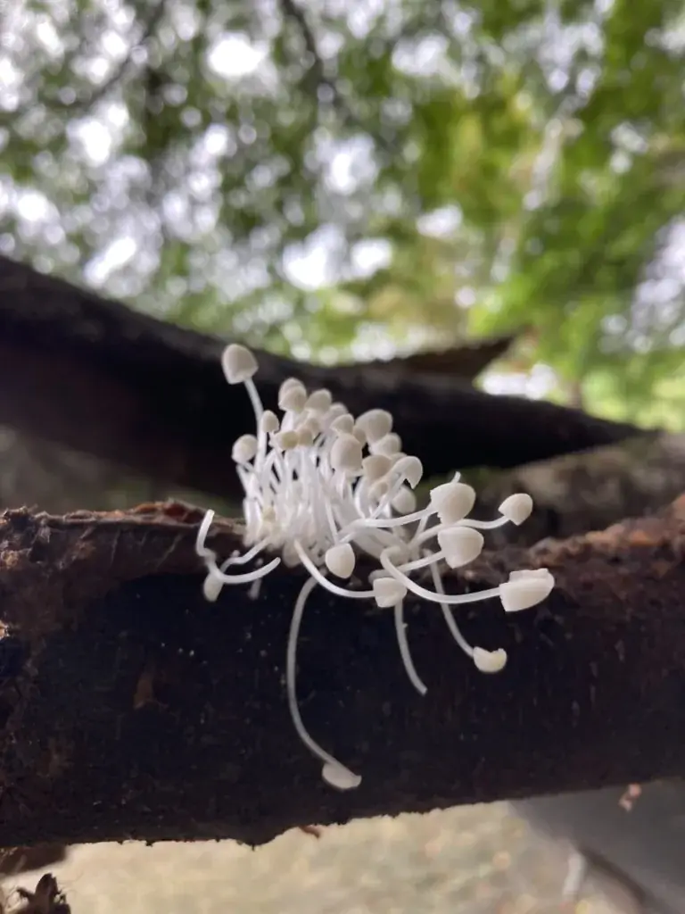 Hongos creciendo sobre un tronco caído en el bosque