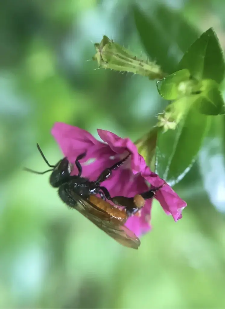 Abeja meliponini sin aguijón sobre una flor en la Reserva Natural Los Chagualos