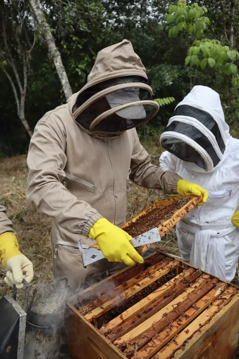 Apicultores revisando un panal con miel en la reserva