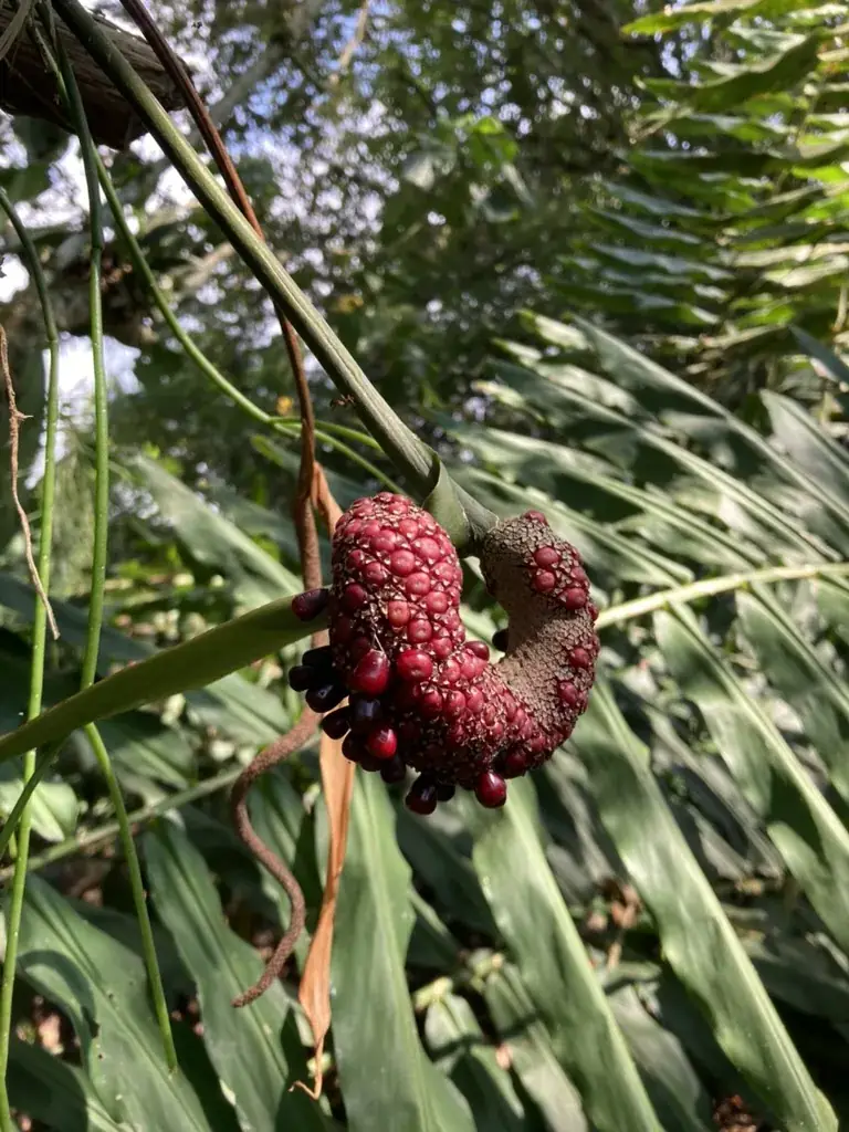 Planta con frutos en el sotobosque de la reserva