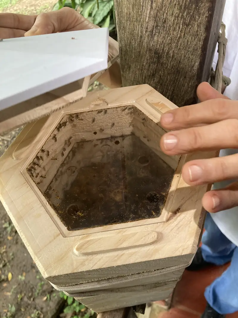 Manos abriendo un módulo del refugio, con la tapa transparente que deja ver las abejas adentro