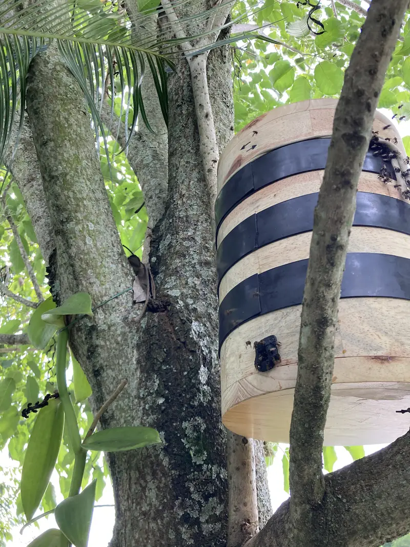Refugio cilíndrico de madera montado entre las ramas de un árbol, con bandas oscuras alrededor y abejas en la entrada