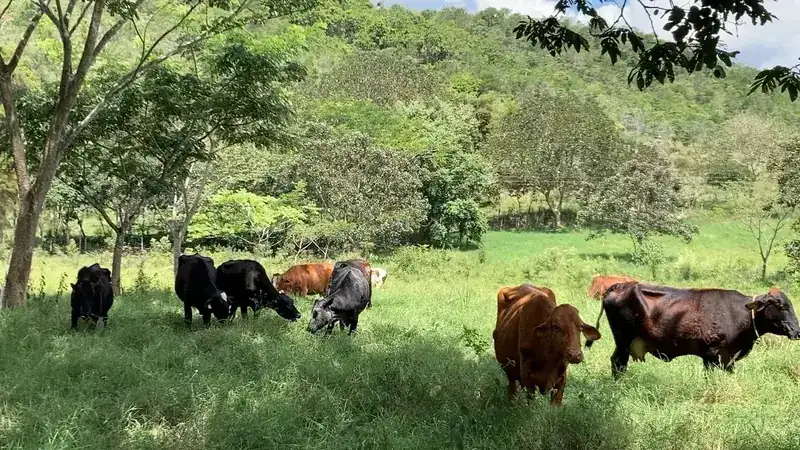 Ganado a la sombra de los árboles del potrero
