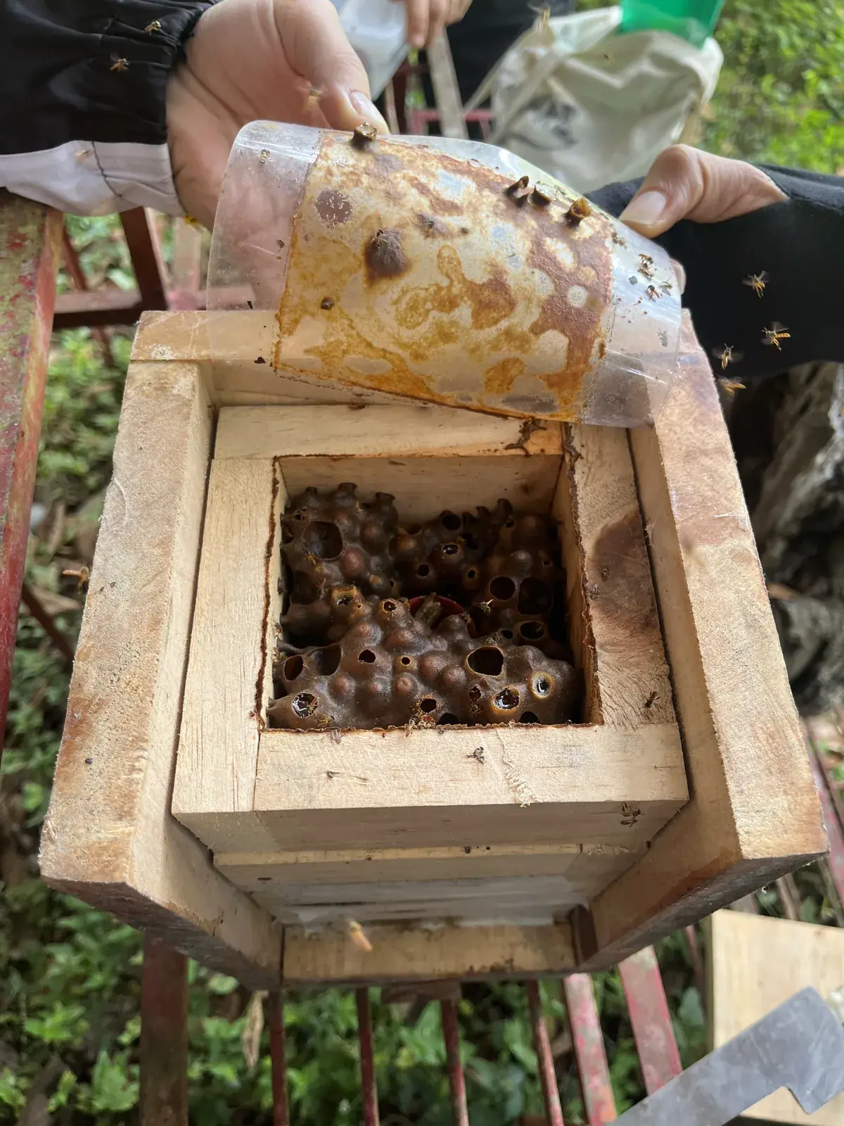 Caja de abejas meliponini abierta, con sus potes de miel a la vista