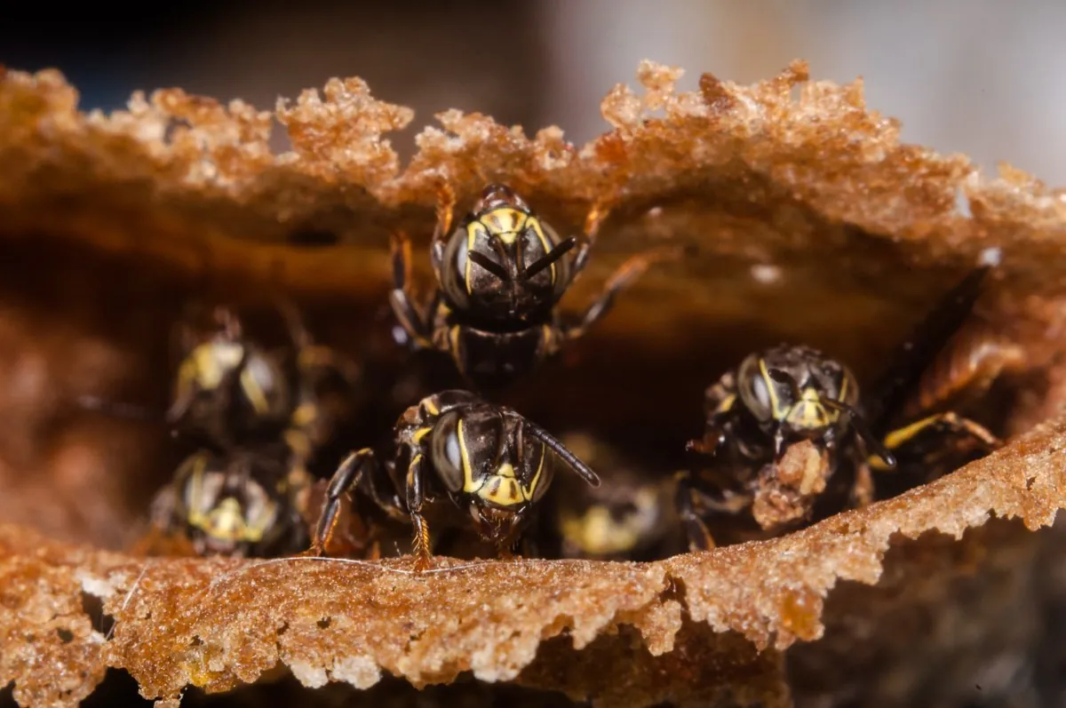 Abejas meliponini en su panal de potes, en la reserva