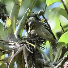Mosquerito Caridorado fotografiada en la Reserva Natural Los Chagualos