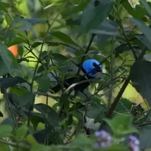 Tangara Cabeciazul fotografiada en la Reserva Natural Los Chagualos