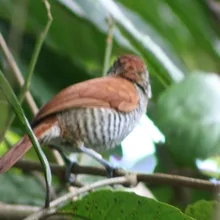 Bar-crested Antshrike photographed at Los Chagualos Nature Reserve