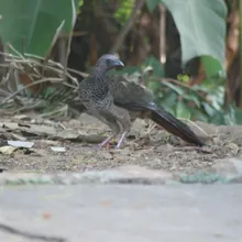 Chachalaca Colombiana fotografiada en la Reserva Natural Los Chagualos