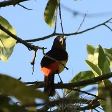 Tangara Flamígera fotografiada en la Reserva Natural Los Chagualos