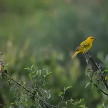 Chirigüe Azafranado fotografiada en la Reserva Natural Los Chagualos