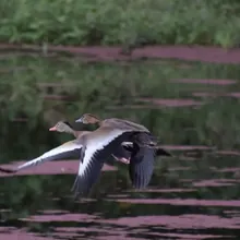 Suirirí Piquirrojo fotografiada en la Reserva Natural Los Chagualos