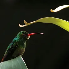 Amazilia Tzacatl fotografiada en la Reserva Natural Los Chagualos