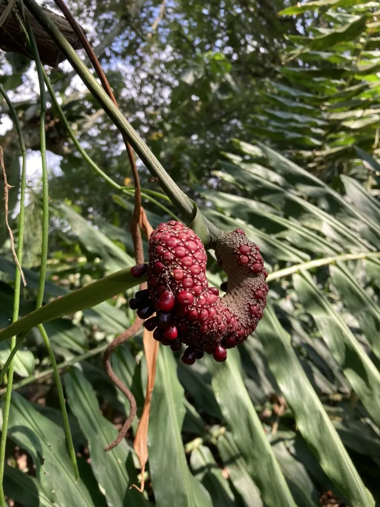 Inflorescencia de una planta del sotobosque de la reserva