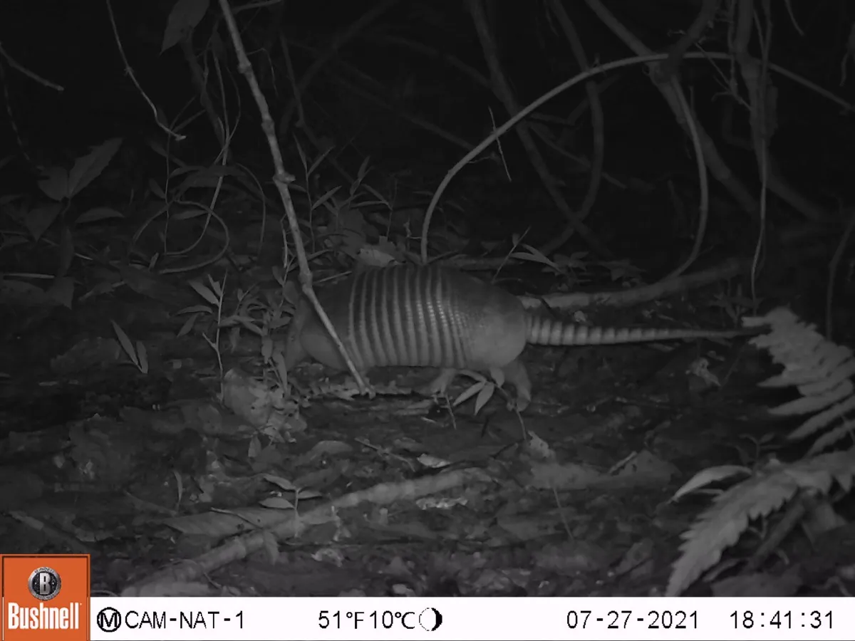 Gurre o armadillo de nueve bandas registrado por cámara trampa