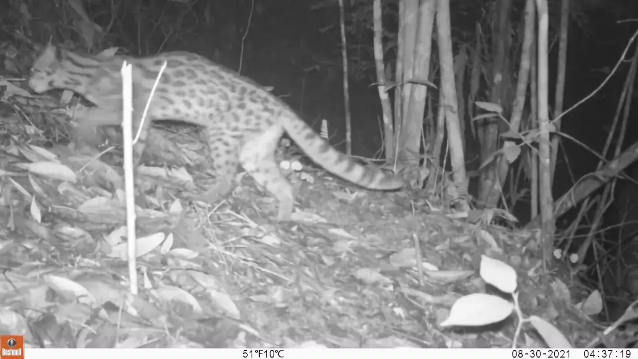 Ocelote registrado por una cámara trampa de la reserva