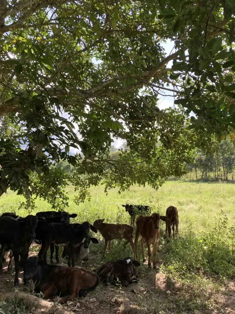 Terneros a la sombra de un árbol en el potrero de la reserva